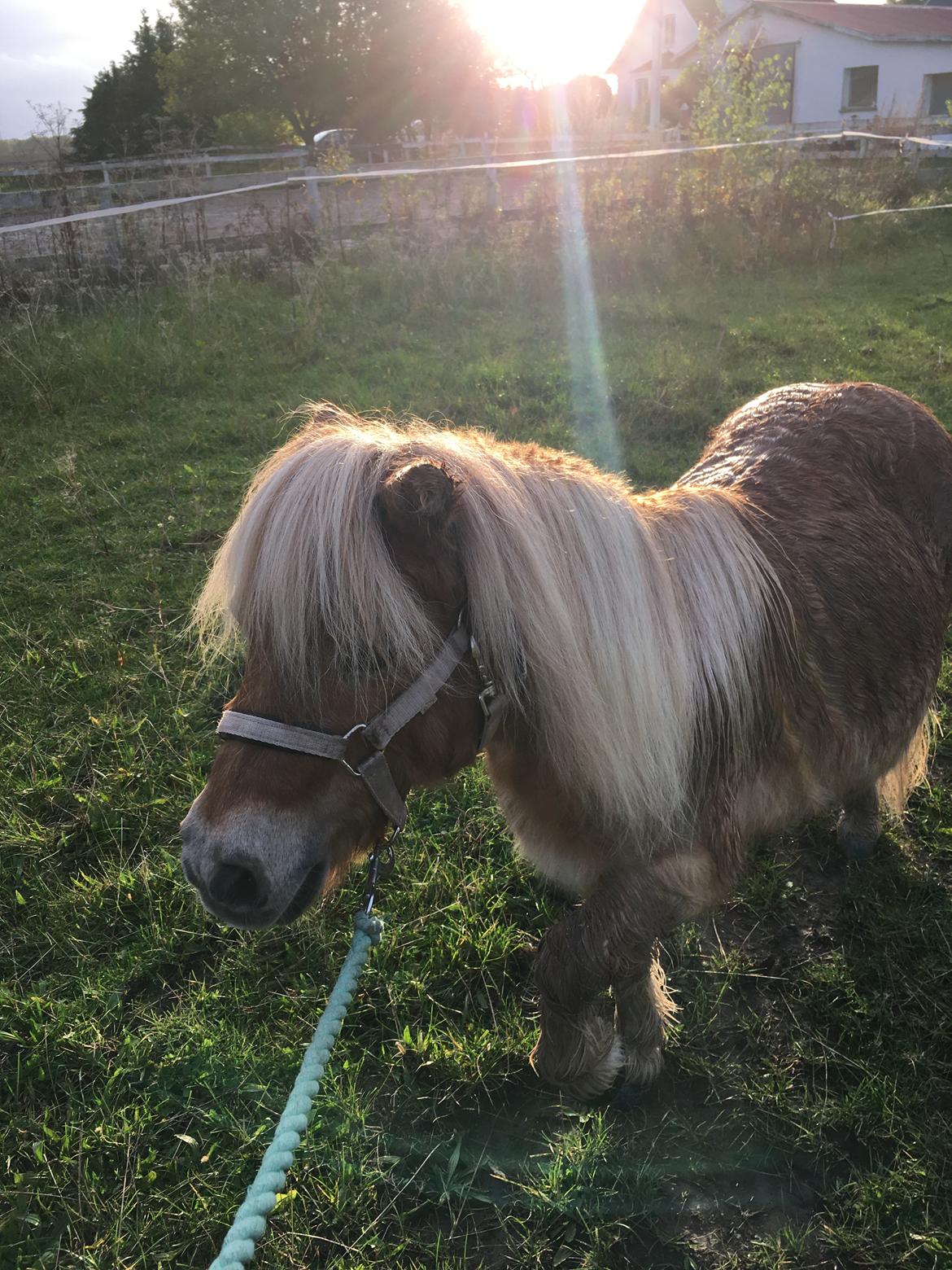 Shetlænder Annabella billede 3