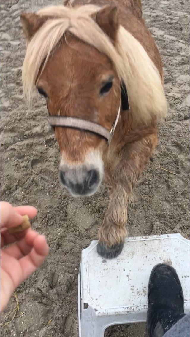 Shetlænder Annabella billede 4