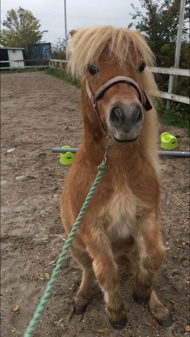 Shetlænder Annabella billede 5