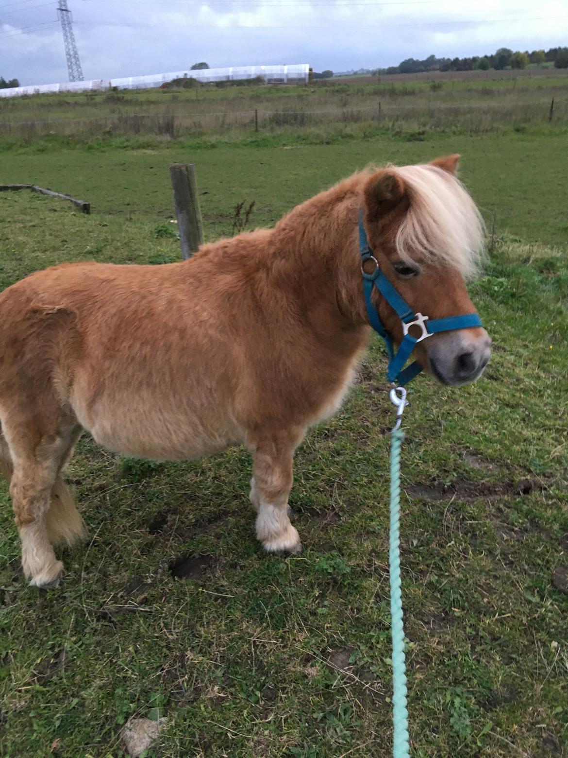 Shetlænder Annabella billede 2