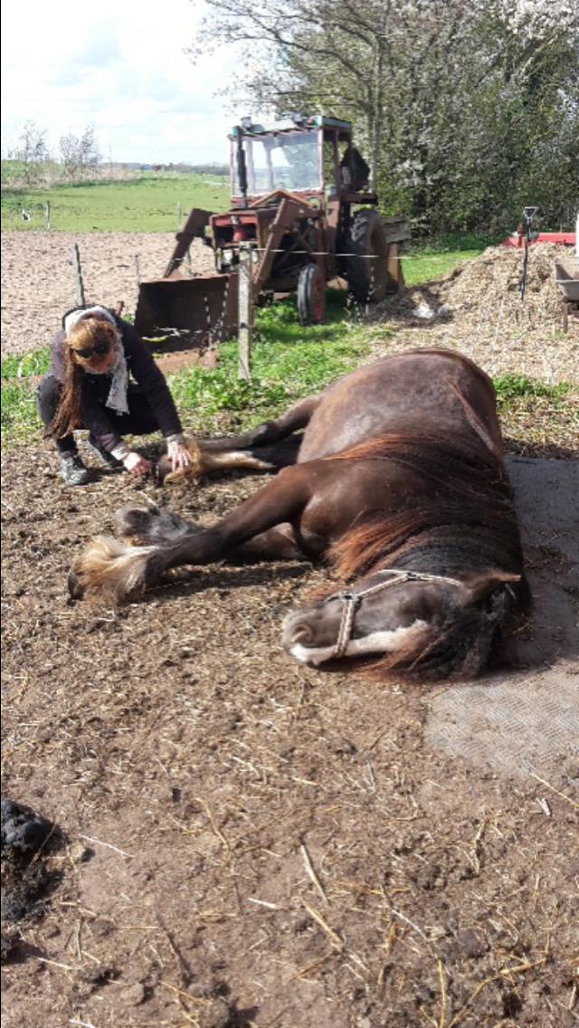 Tinker Sanora billede 1