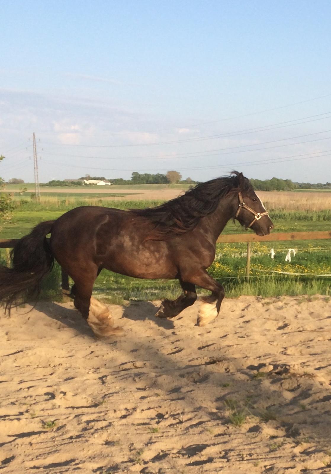 Tinker Sanora billede 2