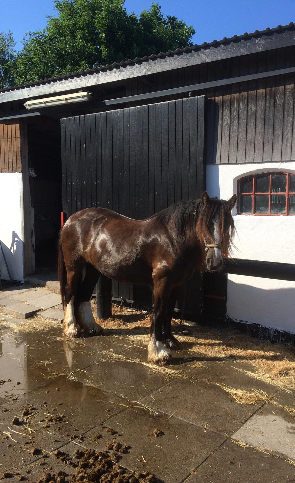 Tinker Sanora billede 4