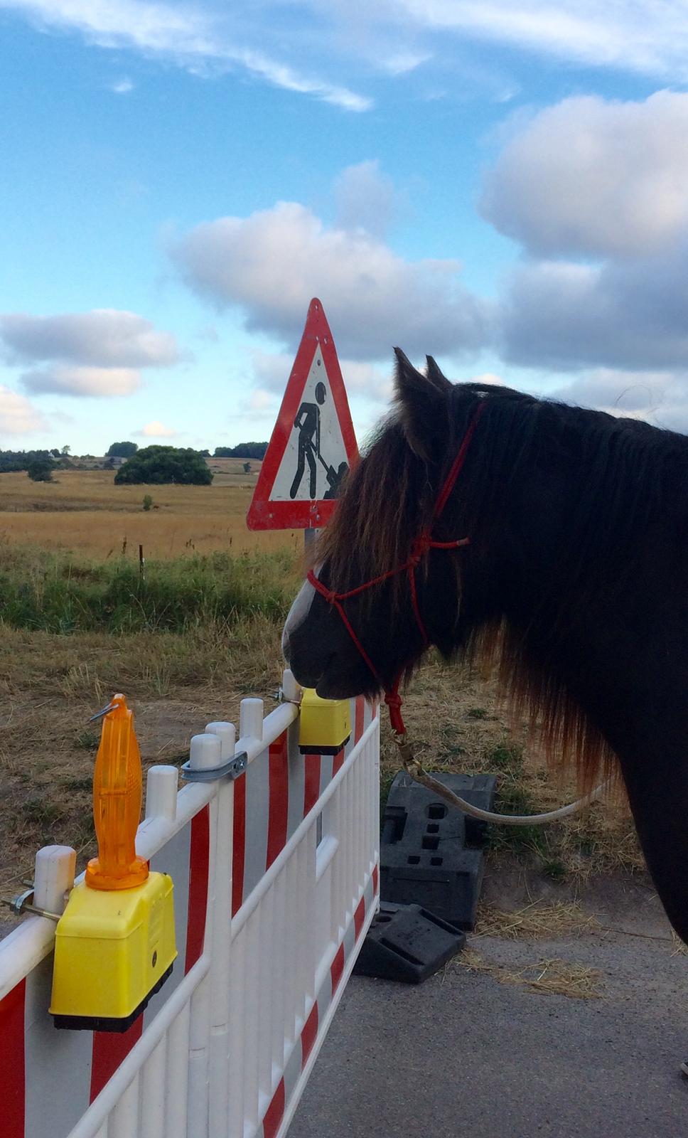 Tinker Sanora billede 5