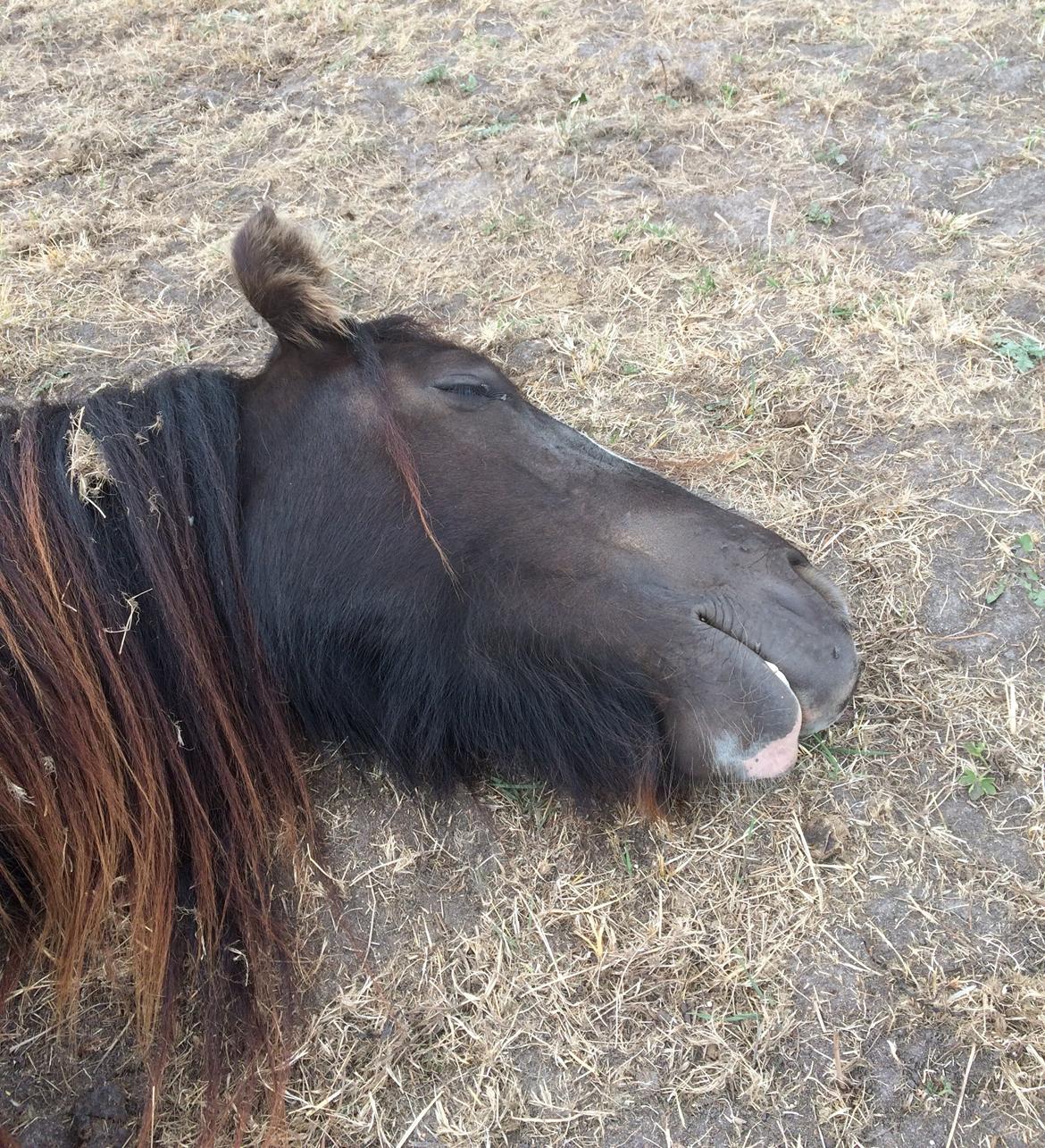 Tinker Sanora billede 6