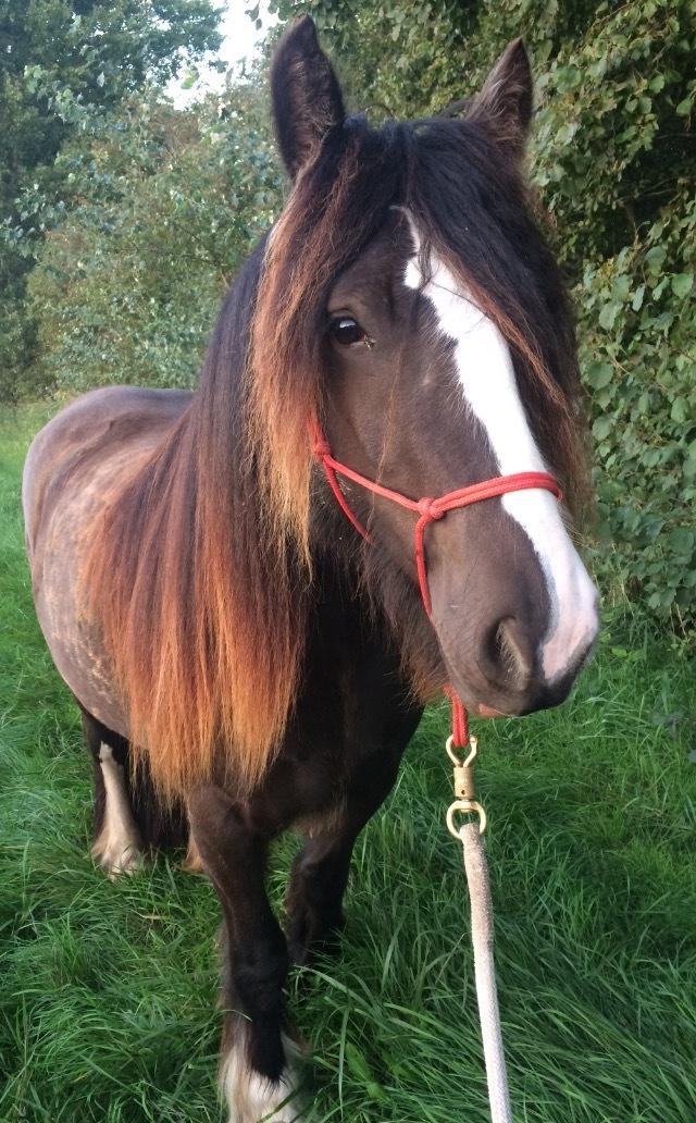 Tinker Sanora billede 7