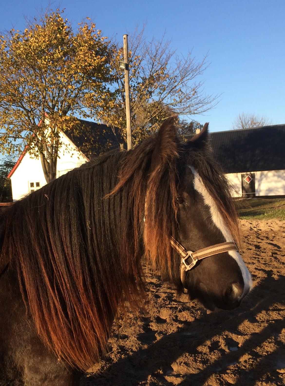 Tinker Sanora billede 8