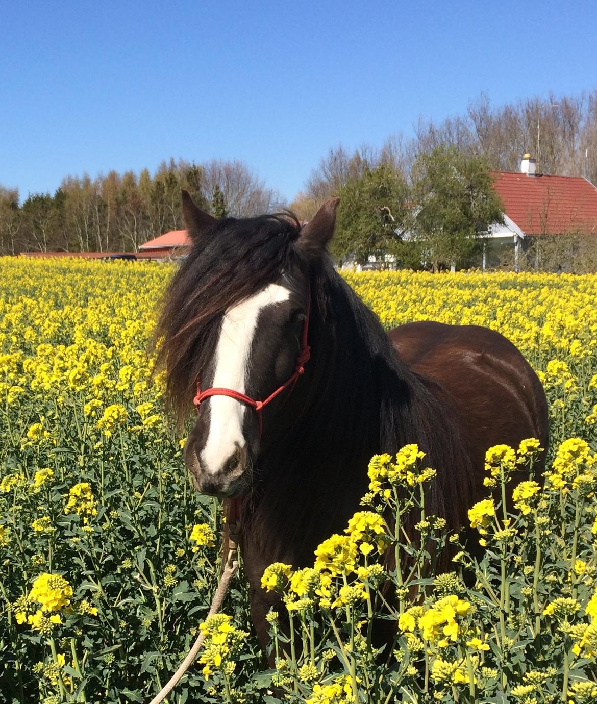 Tinker Sanora billede 9