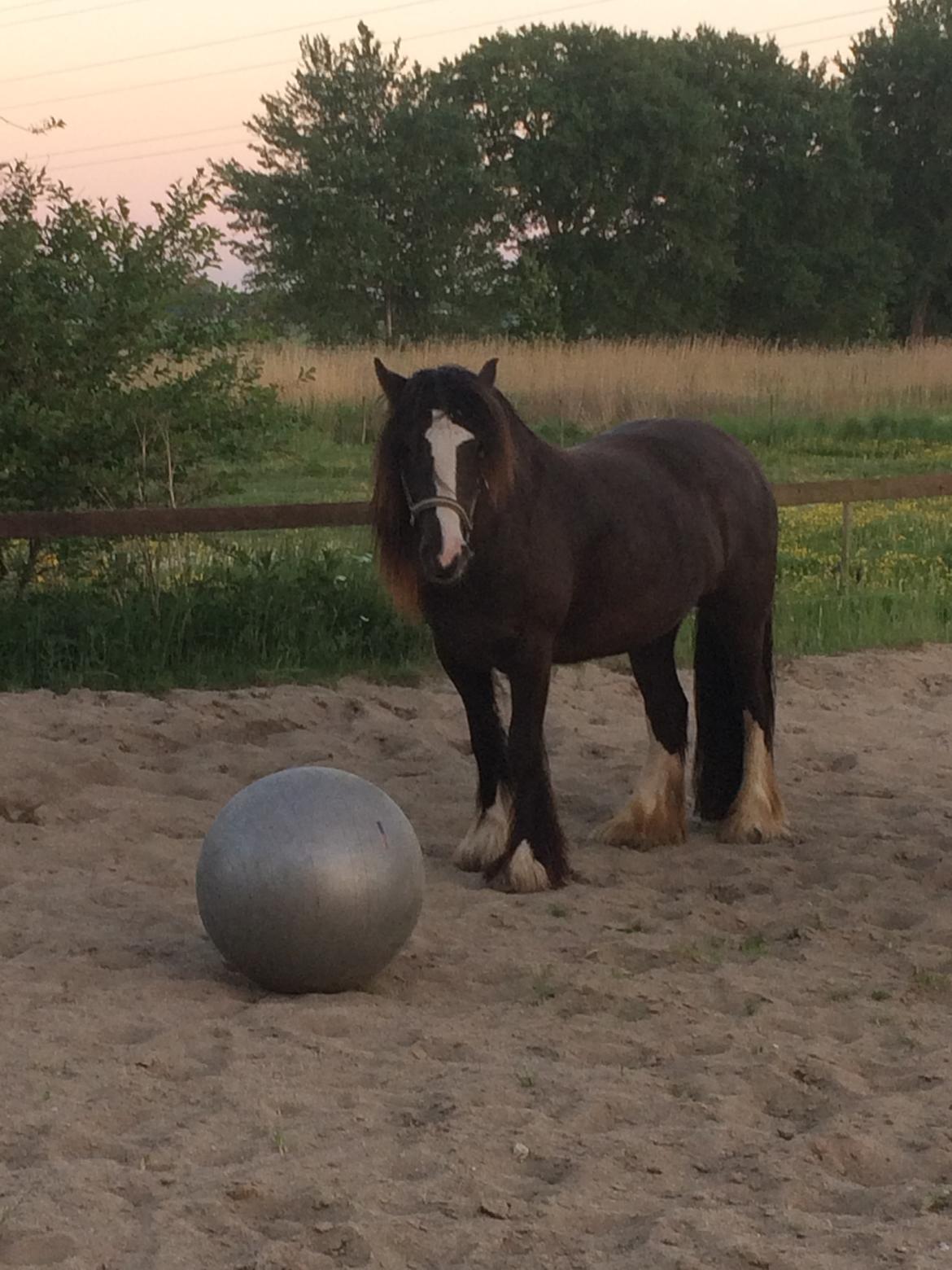 Tinker Sanora billede 3