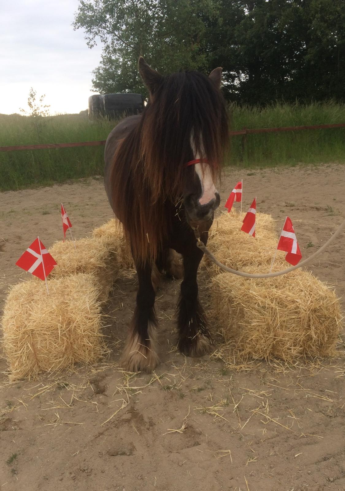 Tinker Sanora billede 10