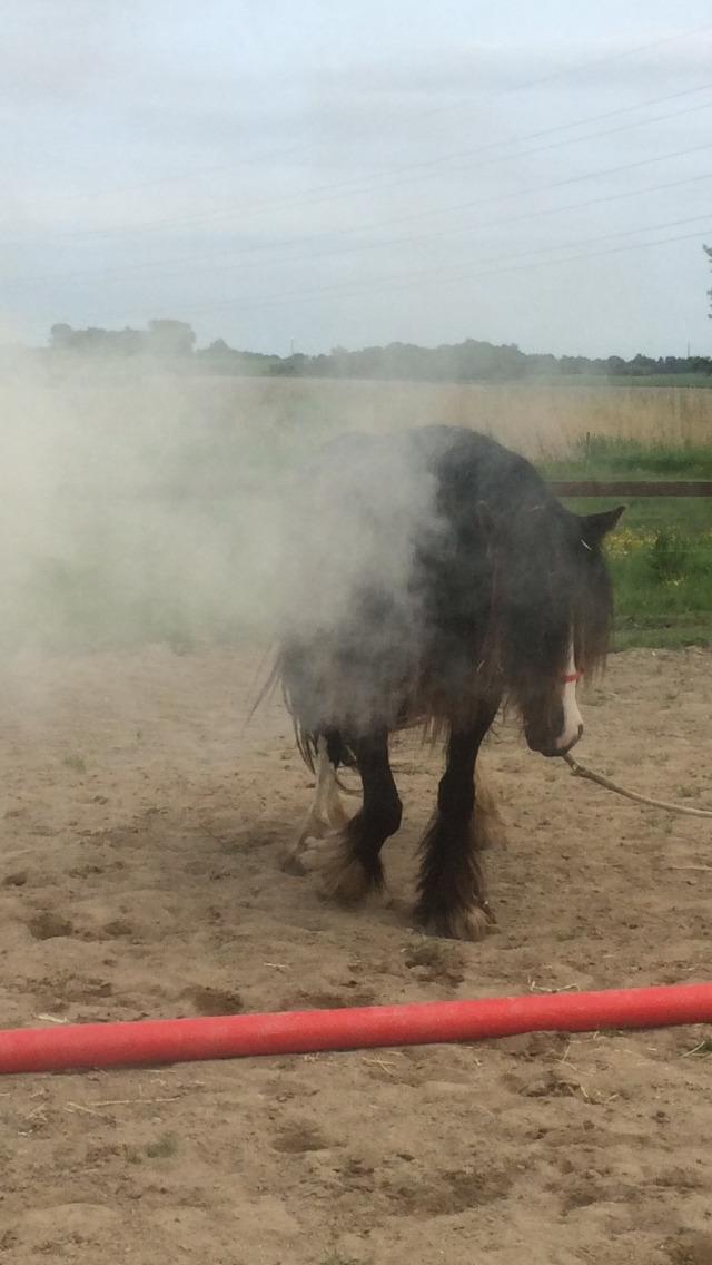 Tinker Sanora billede 11