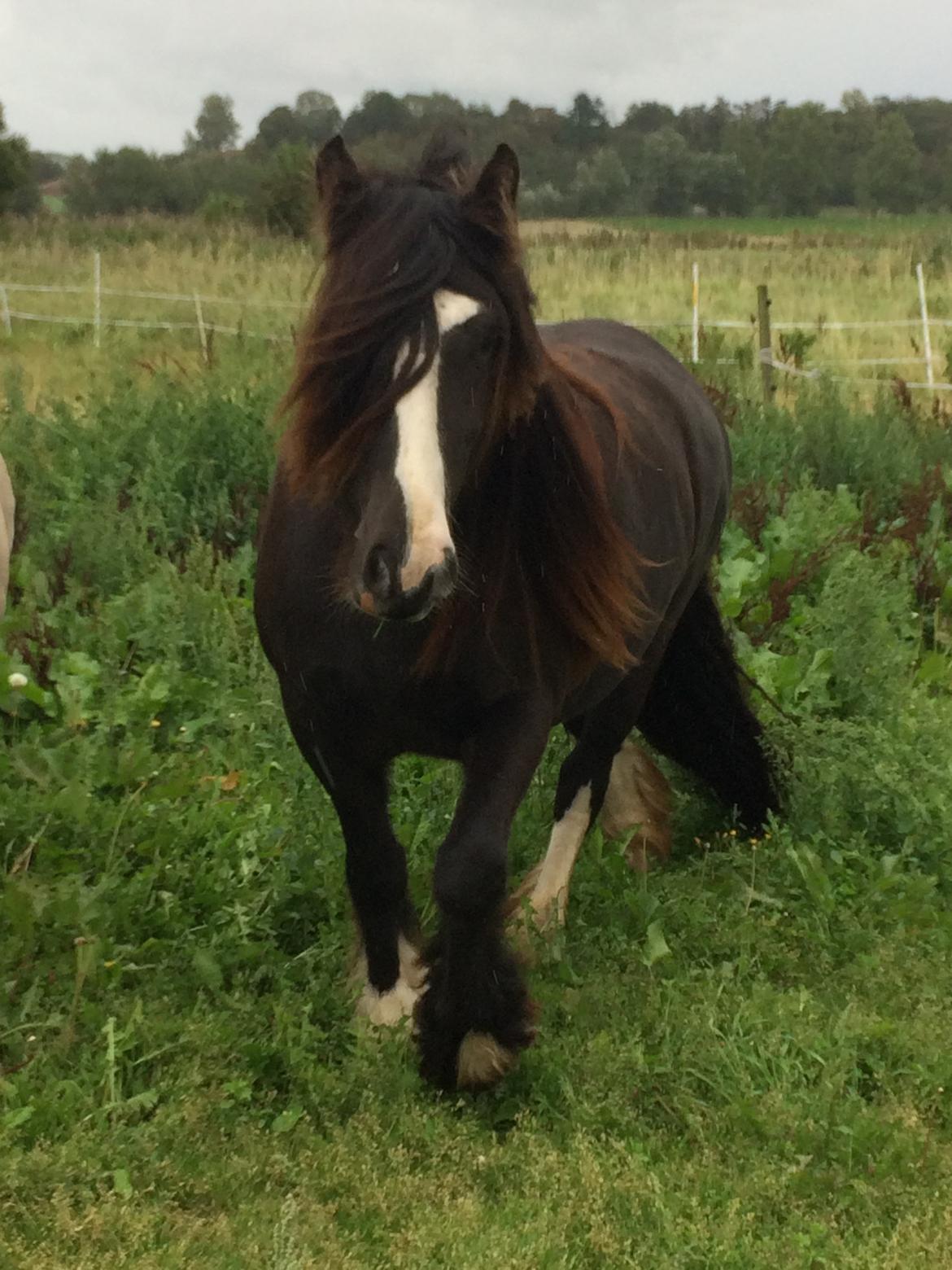 Tinker Sanora billede 12