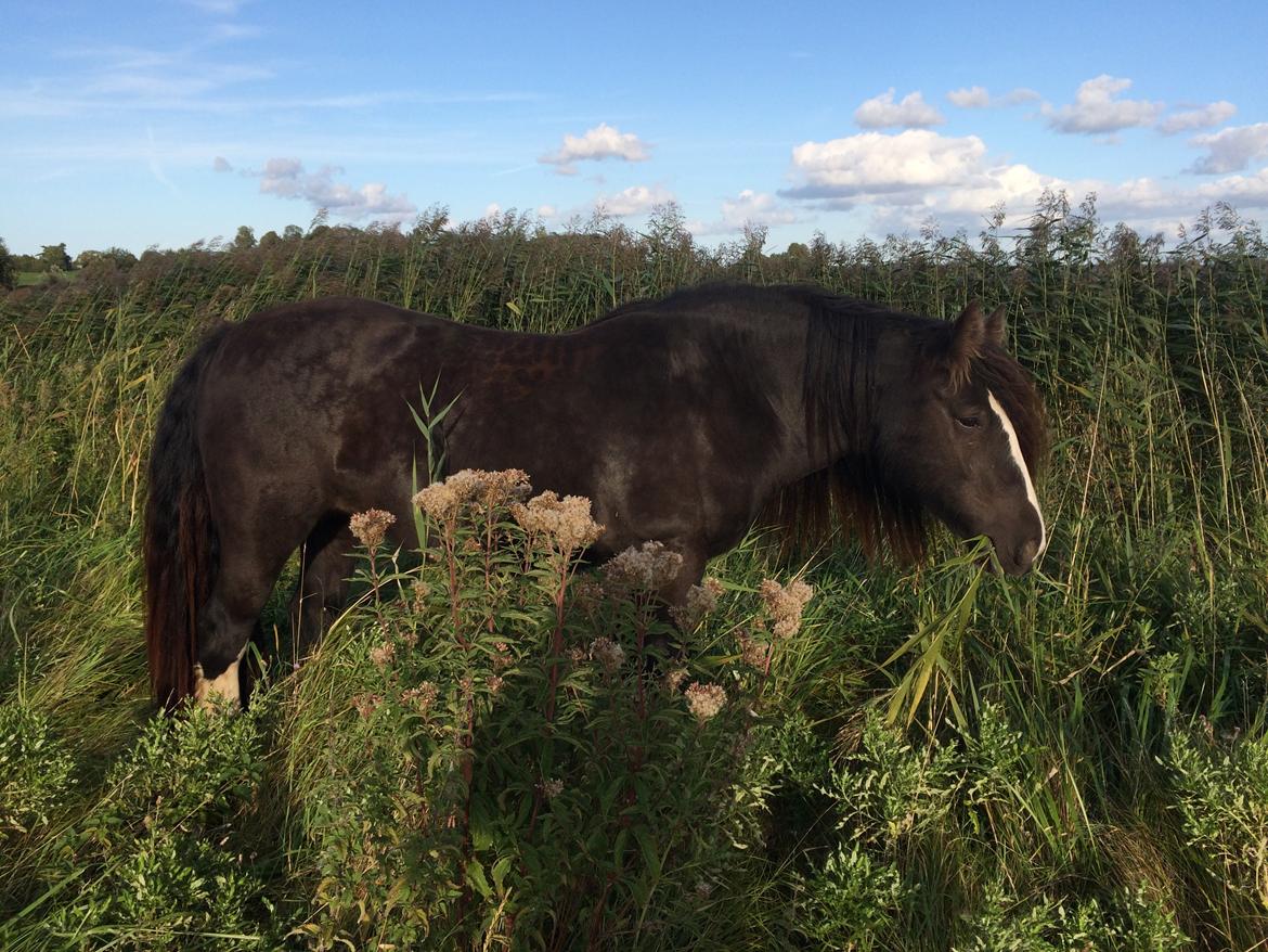 Tinker Sanora billede 13