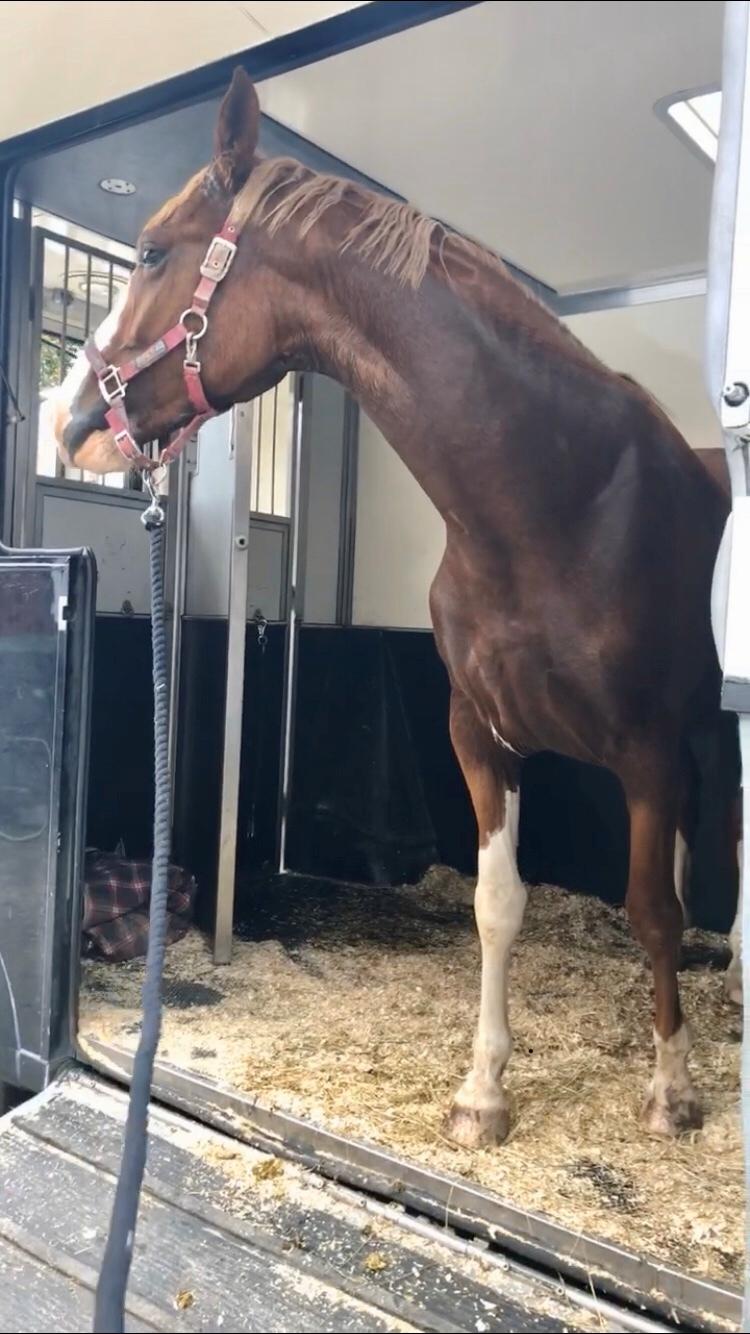 Frederiksborg Penelopeia Krogvænget billede 14