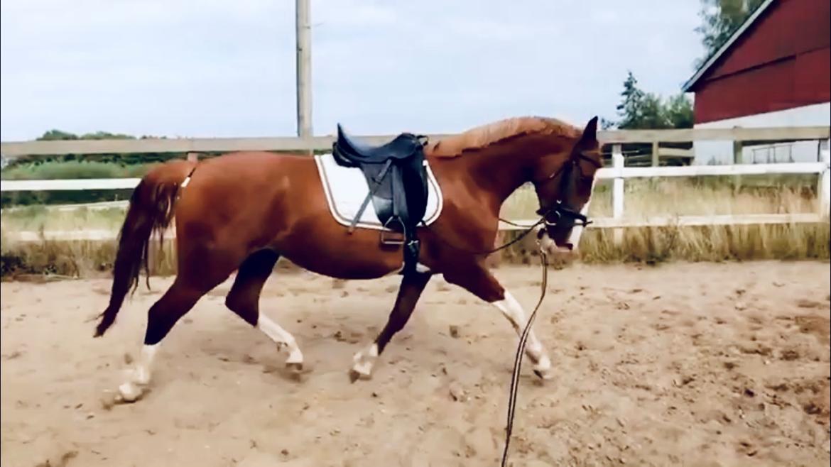 Frederiksborg Penelopeia Krogvænget billede 2