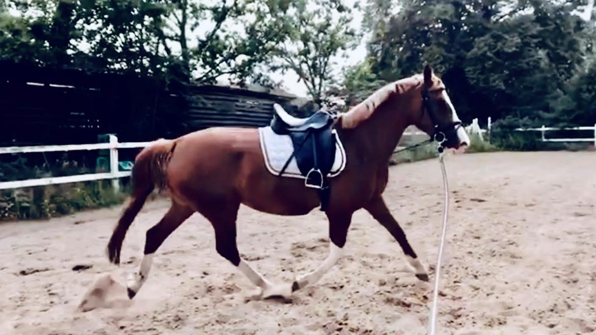 Frederiksborg Penelopeia Krogvænget billede 3