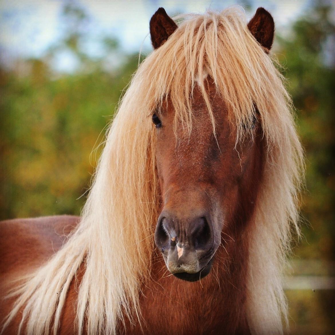 Islænder Gjöf fra Østervang billede 1
