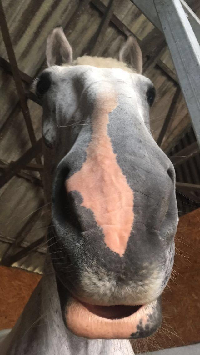 Hollandsk Varmblod Santana - Hængemule under en lur - sommeren 2019 billede 8