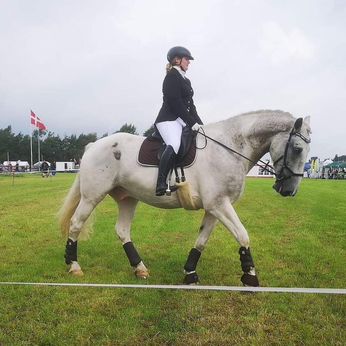 Hollandsk Varmblod Santana - Aulum Dyreskue 2019 - 23 point og 1. plads billede 9