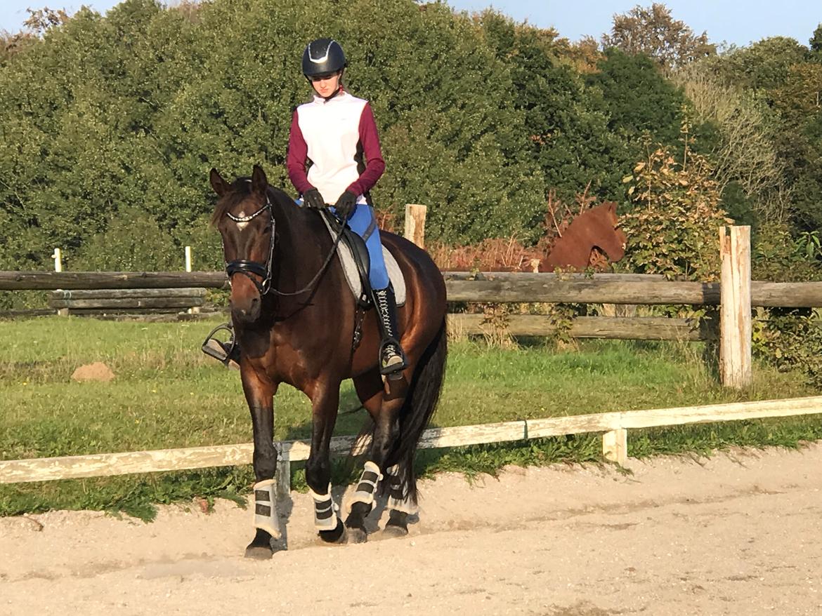 Dansk Varmblod Volition. tidl. hest billede 2