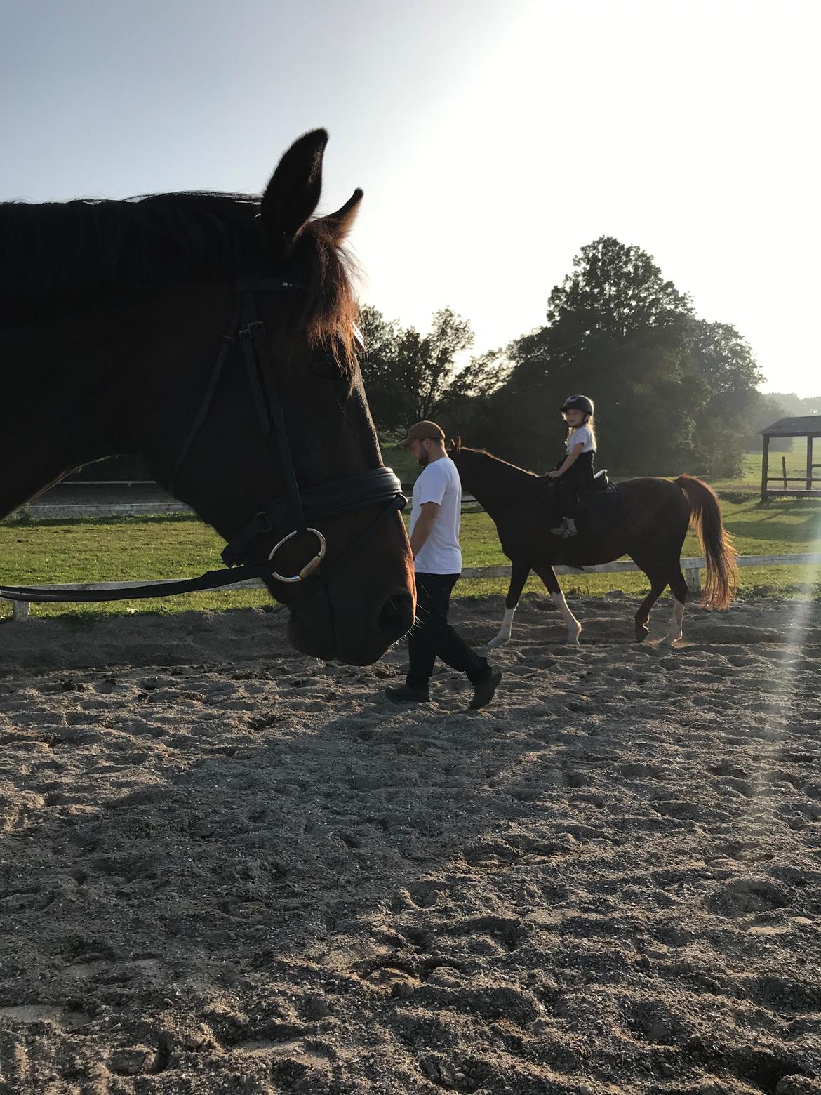 Dansk Varmblod Volition. tidl. hest billede 3