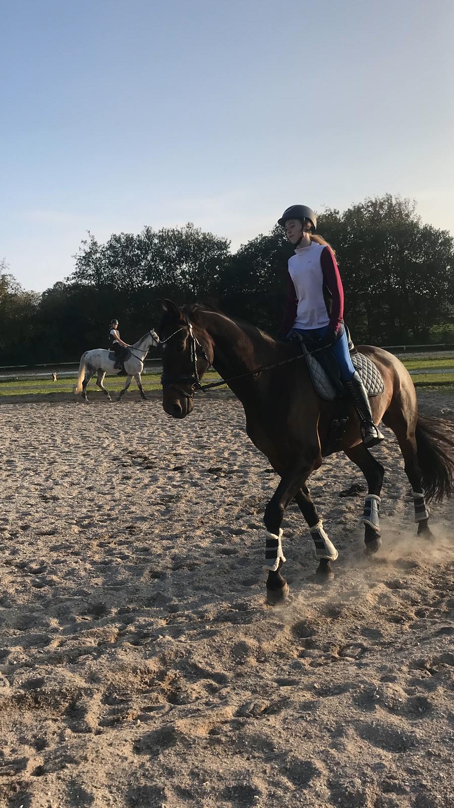 Dansk Varmblod Volition. tidl. hest billede 6