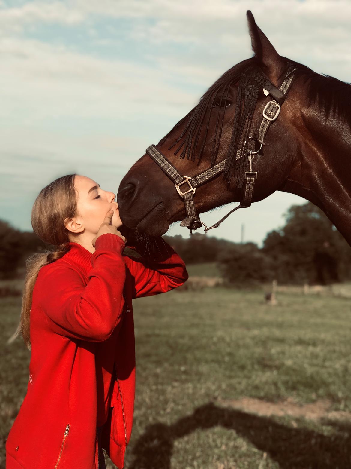 Dansk Varmblod Volition. tidl. hest billede 7