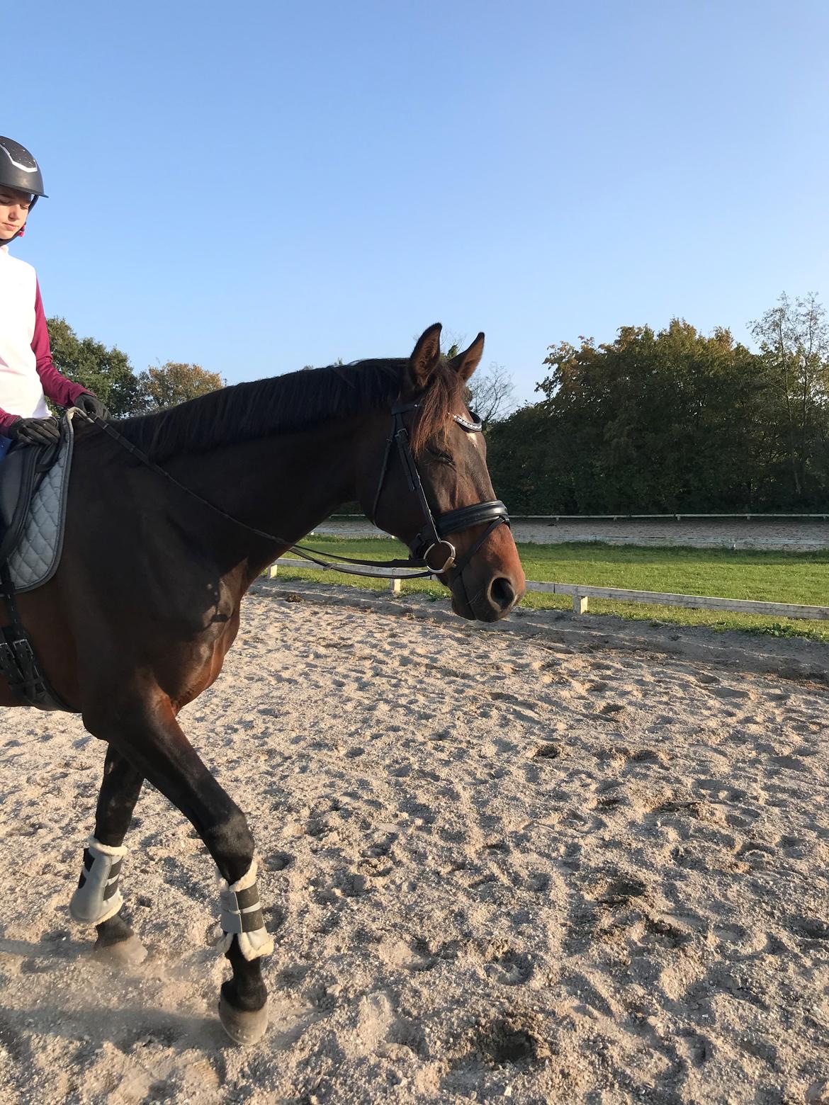 Dansk Varmblod Volition. tidl. hest billede 8