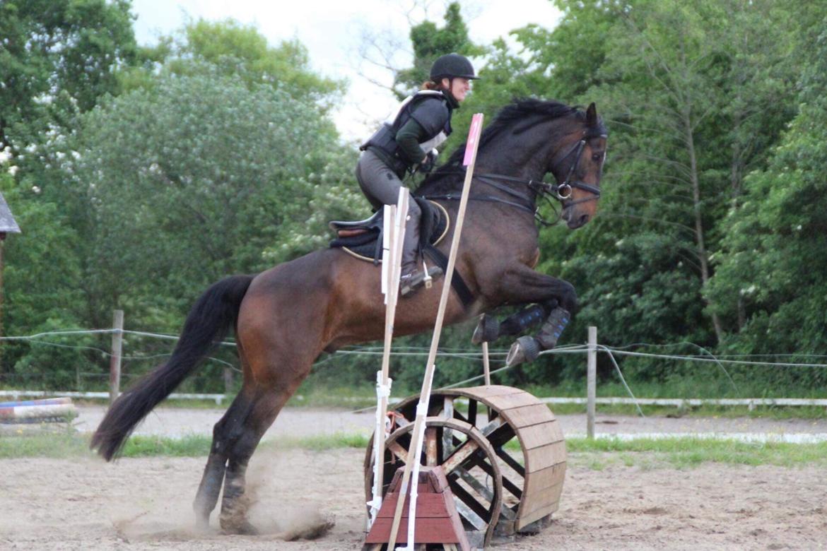 Dansk Varmblod Volition. tidl. hest billede 4