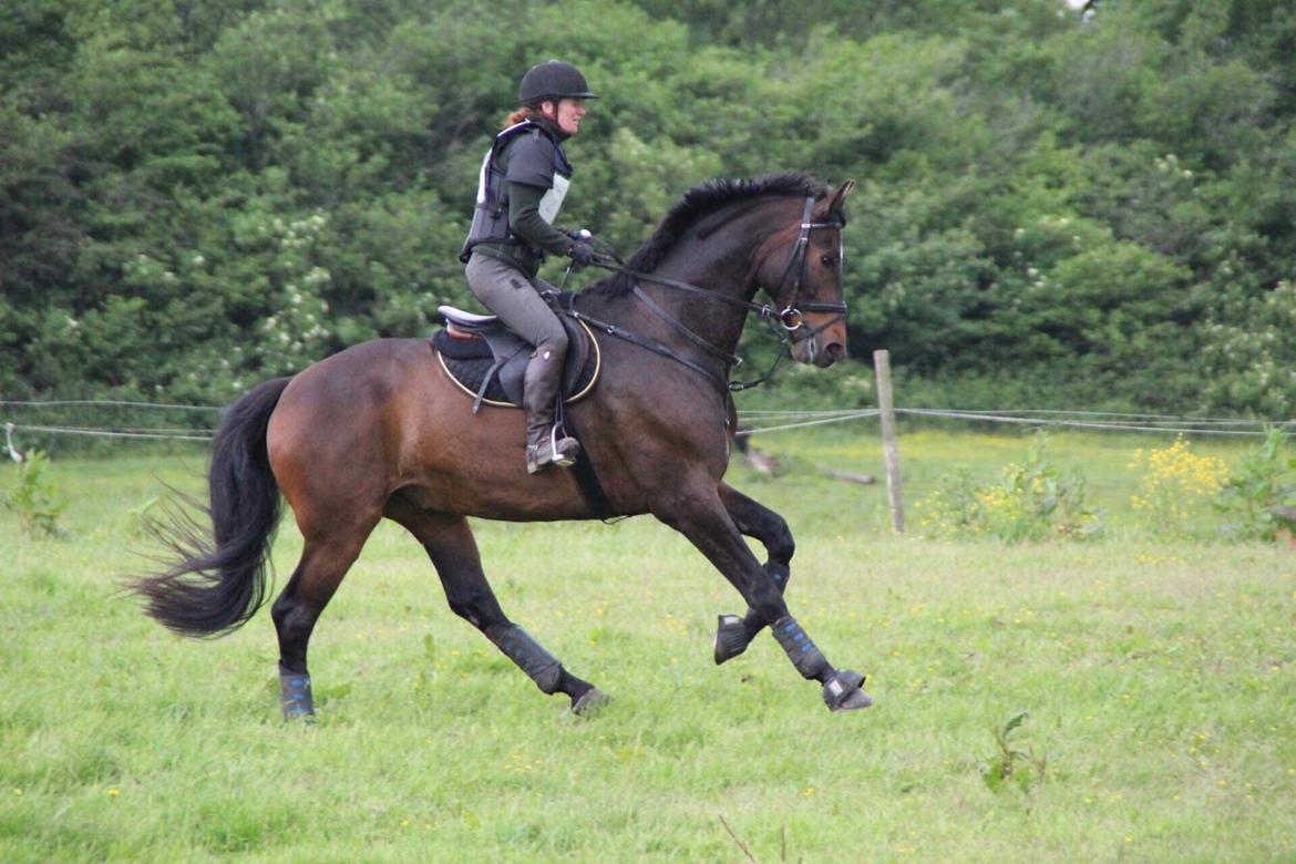 Dansk Varmblod Volition. tidl. hest billede 5