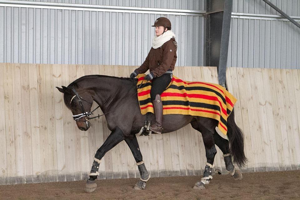 Dansk Varmblod Drudgaards gipsy billede 2