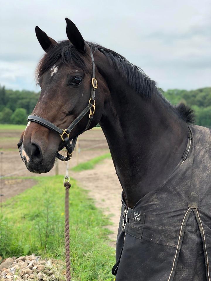 Dansk Varmblod Drudgaards gipsy billede 5