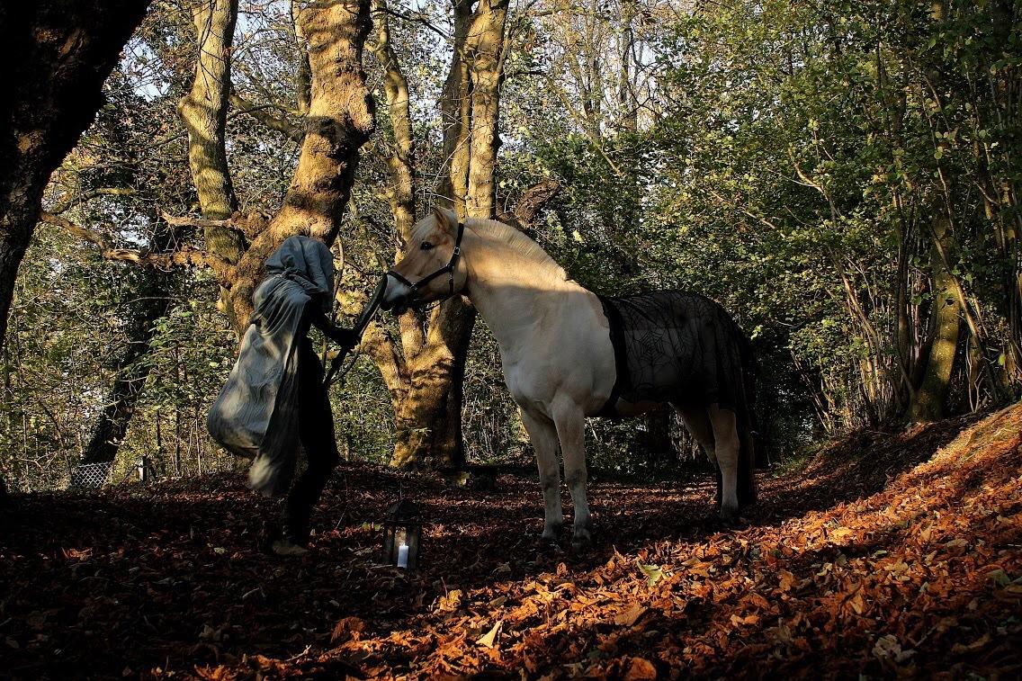 Fjordhest Glibings Haust - Halloween pony 2019 billede 20