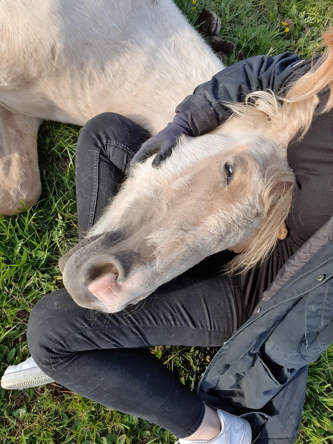 Anden særlig race Trolleys Altivo billede 13