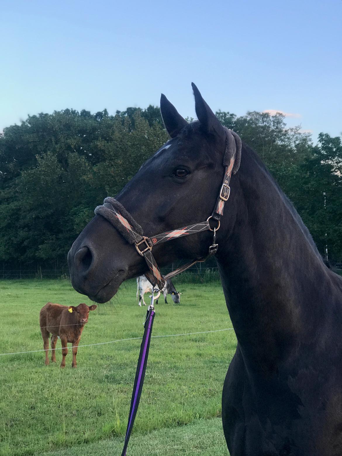 Oldenborg Hakima af pibeholm billede 1