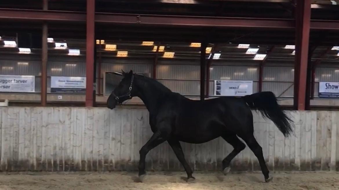 Oldenborg Hakima af pibeholm billede 4