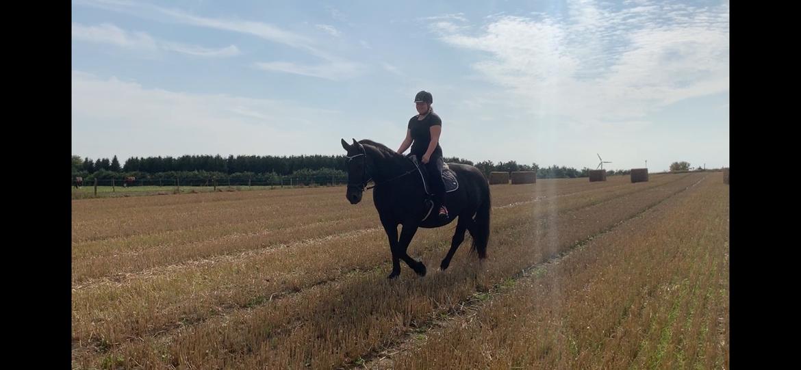 Oldenborg Hakima af pibeholm billede 5