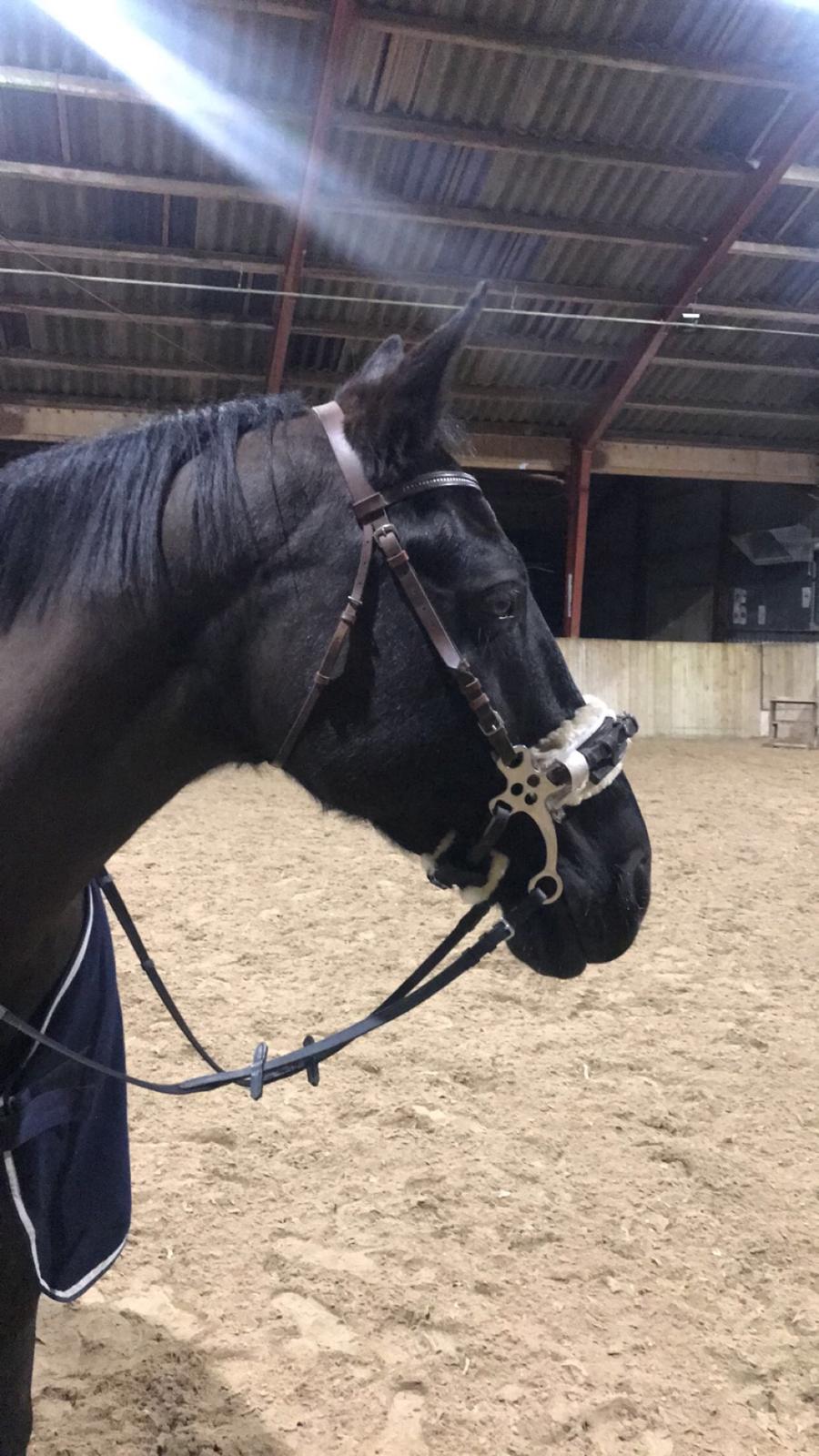 Oldenborg Hakima af pibeholm billede 11