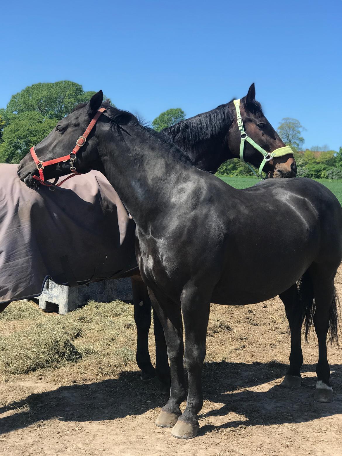 Oldenborg Hakima af pibeholm billede 12