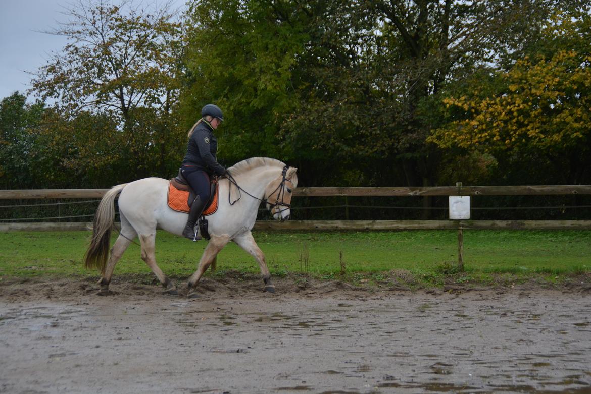Fjordhest Ellegaards Trille - d.17/10-19 En fantastisk dag :-) ca 30 gang jeg sidder på hende <3 billede 14