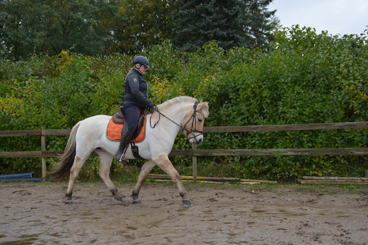 Fjordhest Ellegaards Trille - d.17/10-19 En fantastisk dag :-) ca 30 gang jeg sidder på hende <3  billede 2