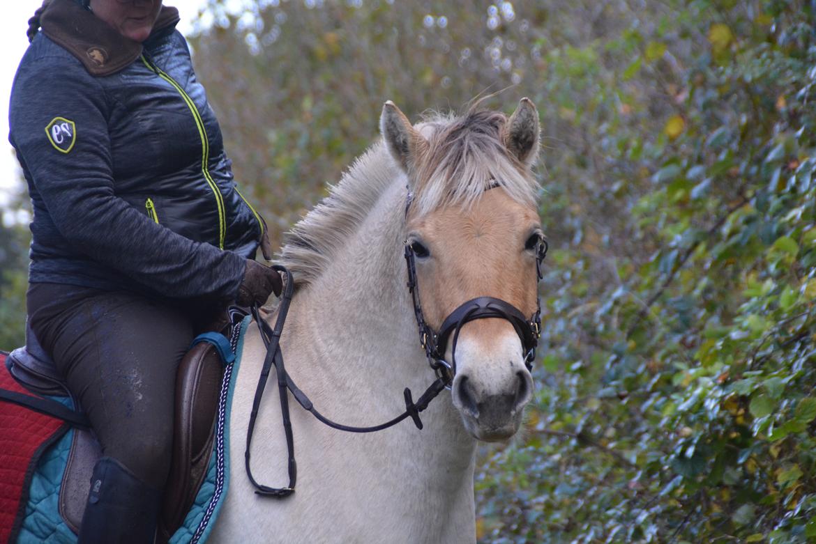 Fjordhest Ellegaards Trille - På tur d.27/10-19 billede 16