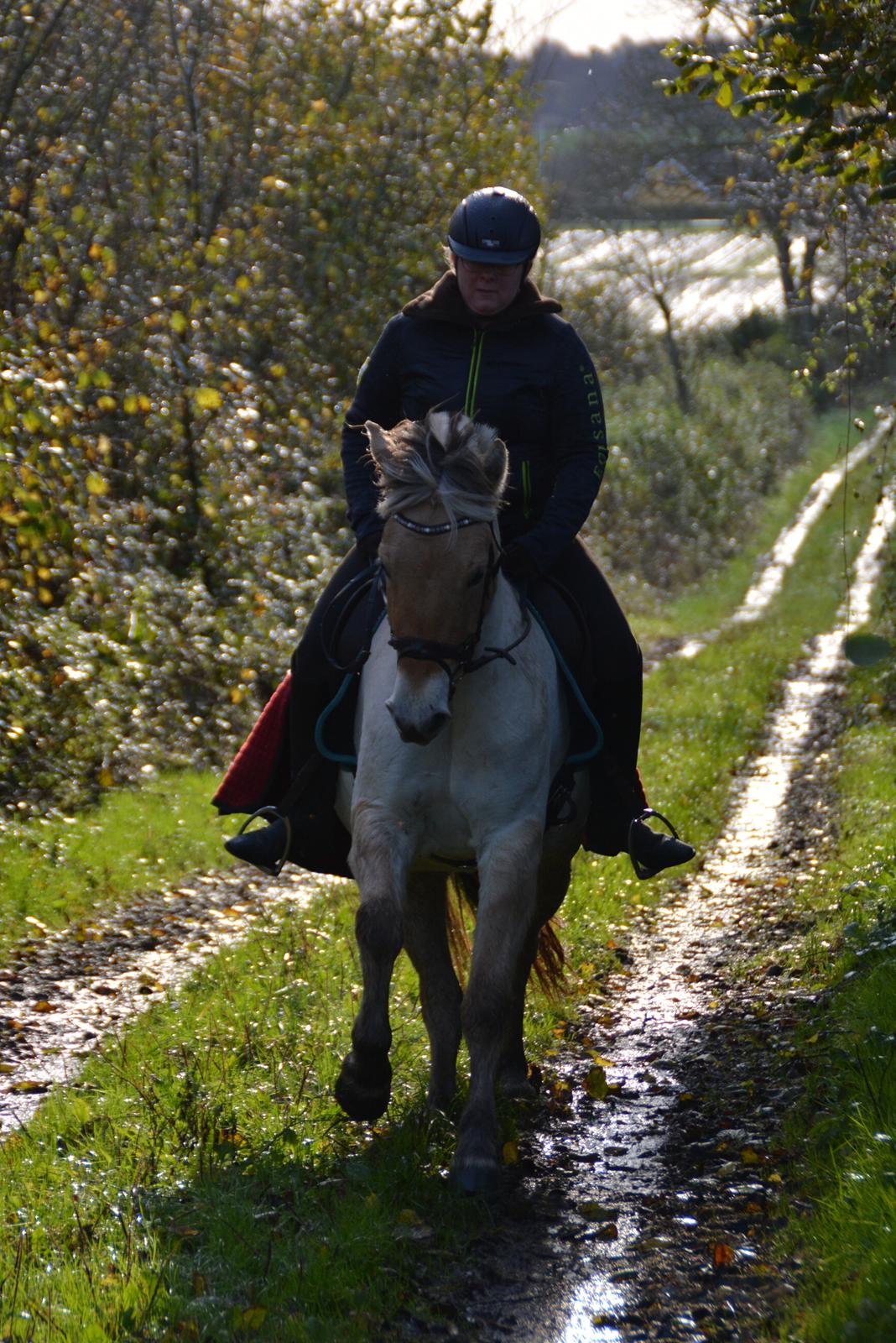Fjordhest Ellegaards Trille - d.27/10-19 Vores første galop :-) billede 15