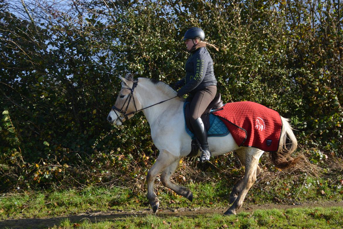 Fjordhest Ellegaards Trille - d.27/10-19 Vores første galop :-)  billede 3