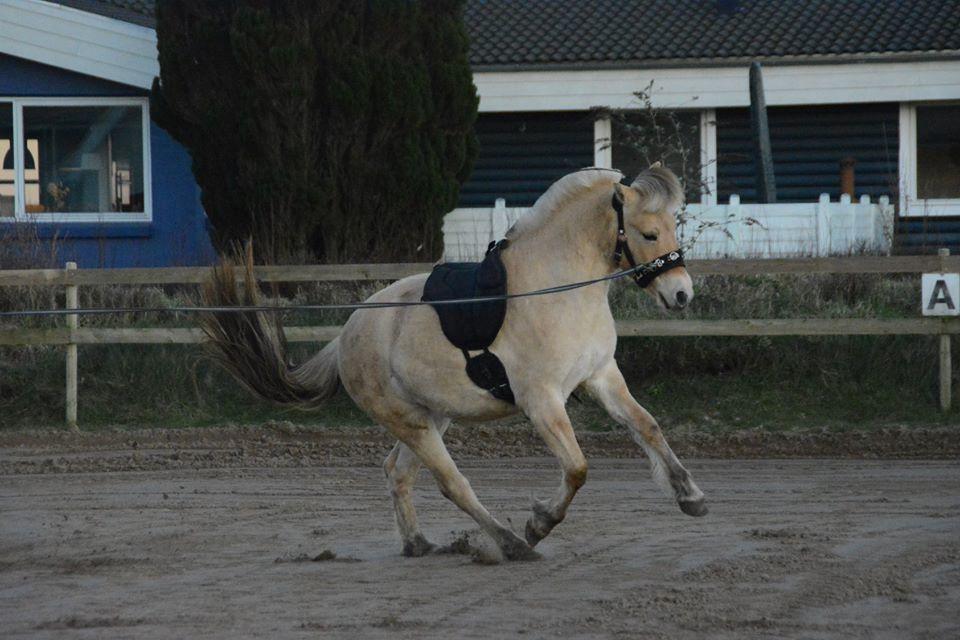 Fjordhest Ellegaards Trille - d.15/2-19 longering, Trille i hopla :-) billede 8