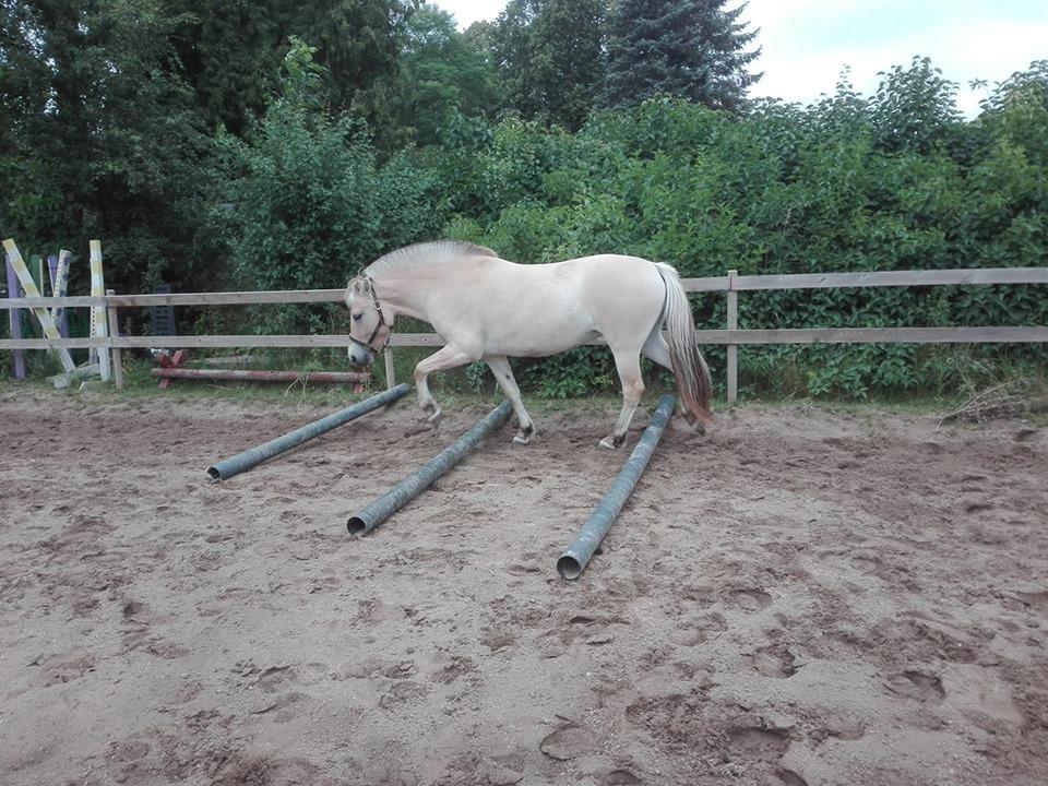 Fjordhest Ellegaards Trille - d.14/7-19 løs-longering over bomme :-) billede 7