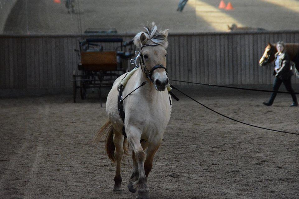 Fjordhest Ellegaards Trille - d.17/3-19 i lange liner for første gang :-) på Højme  billede 6