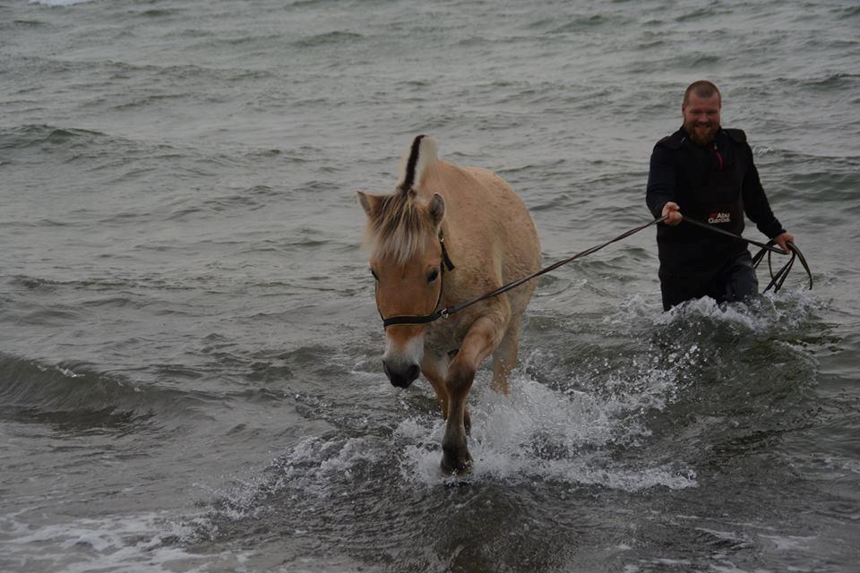 Fjordhest Ellegaards Trille - d.21/10-18 første gang Trille var i vandet :-D billede 5