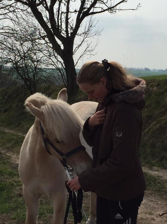 Fjordhest Lindelyst Donna billede 3