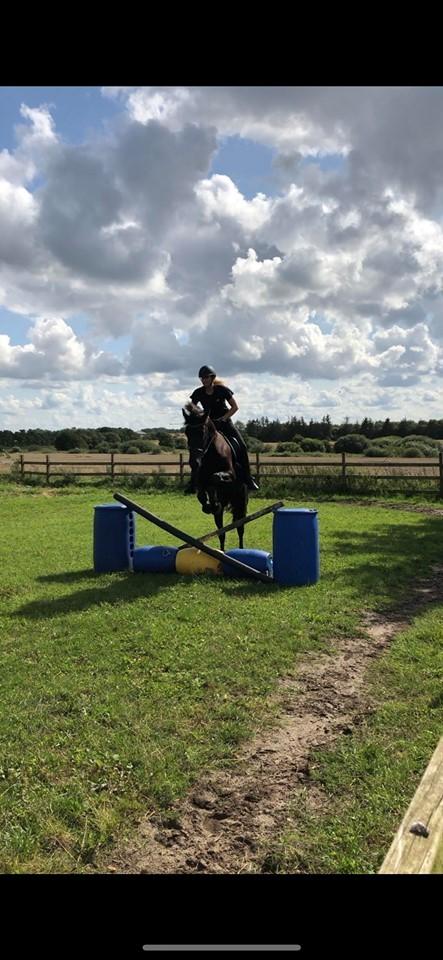 Anden særlig race Lillebygholms Damon billede 4